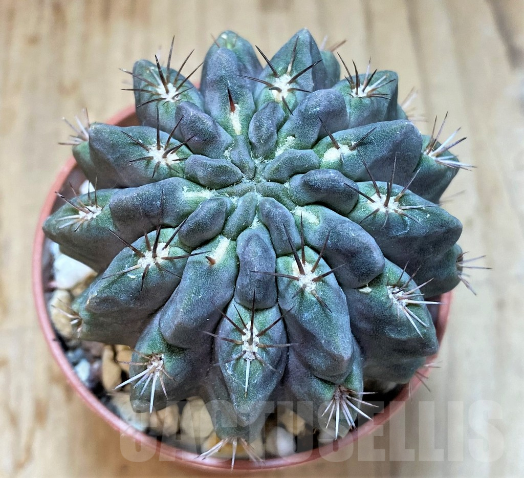 SHPR36834 Neochilenia paucicostata – Image 2