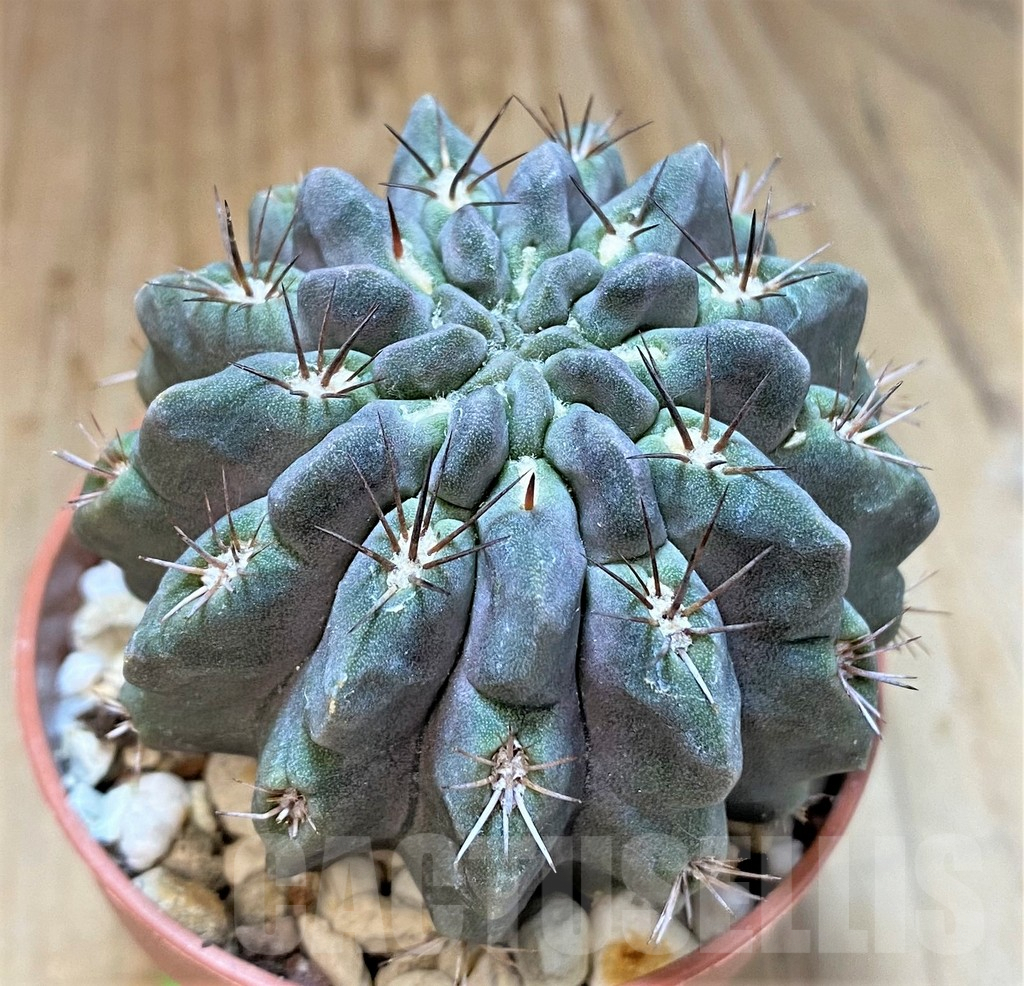 SHPR36834 Neochilenia paucicostata