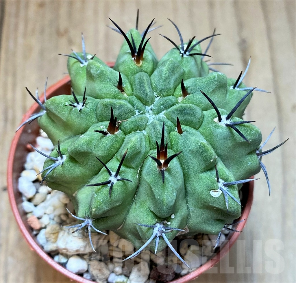 SHPR36835 Neochilenia paucicostata v. viridis - Image 2