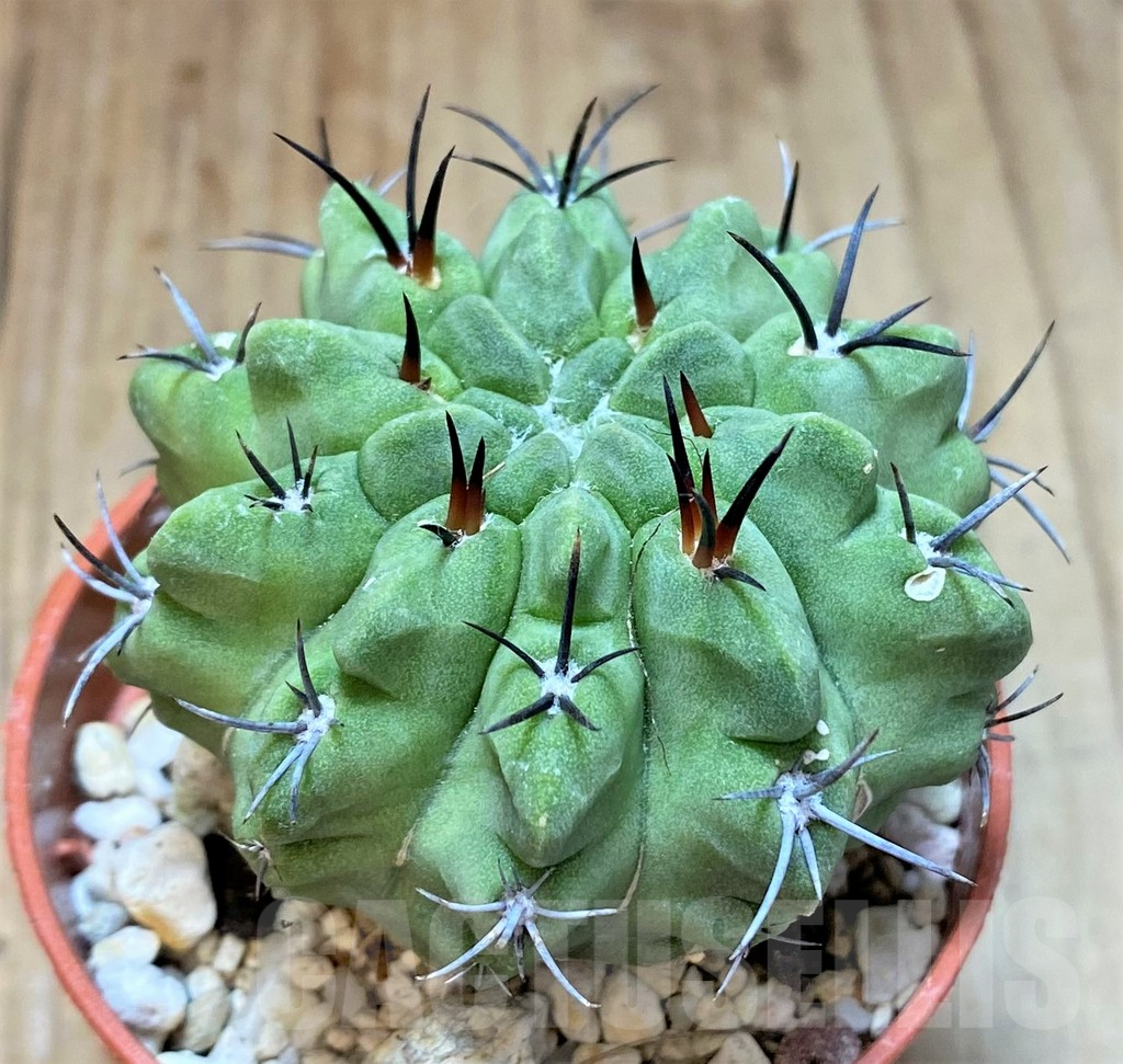 SHPR36835 Neochilenia paucicostata v. viridis