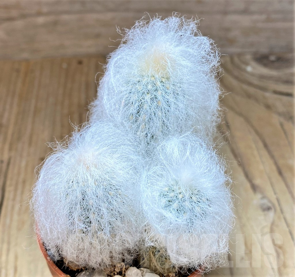 SHPR36838 Espostoa lanata