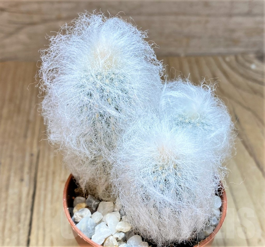 SHPR36838 Espostoa lanata - Image 2