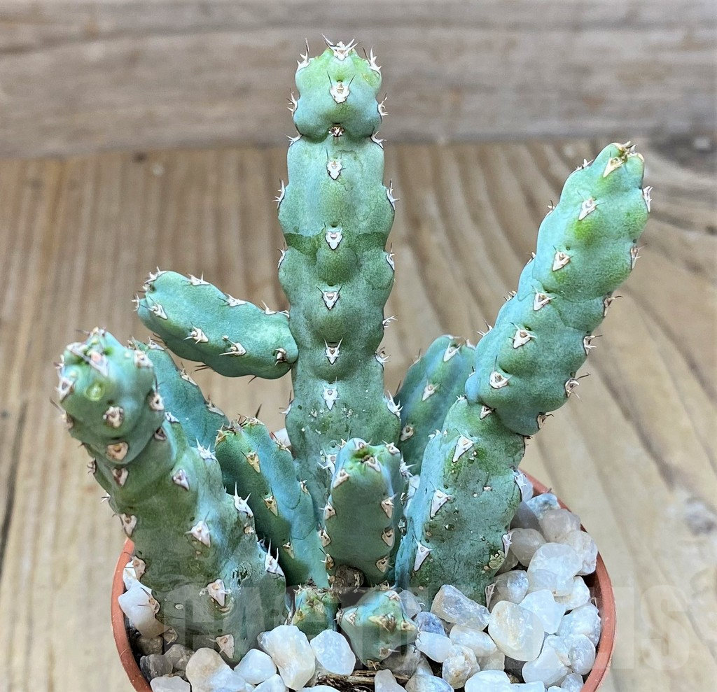SHPR36839 Euphorbia debilispina - immagine 2