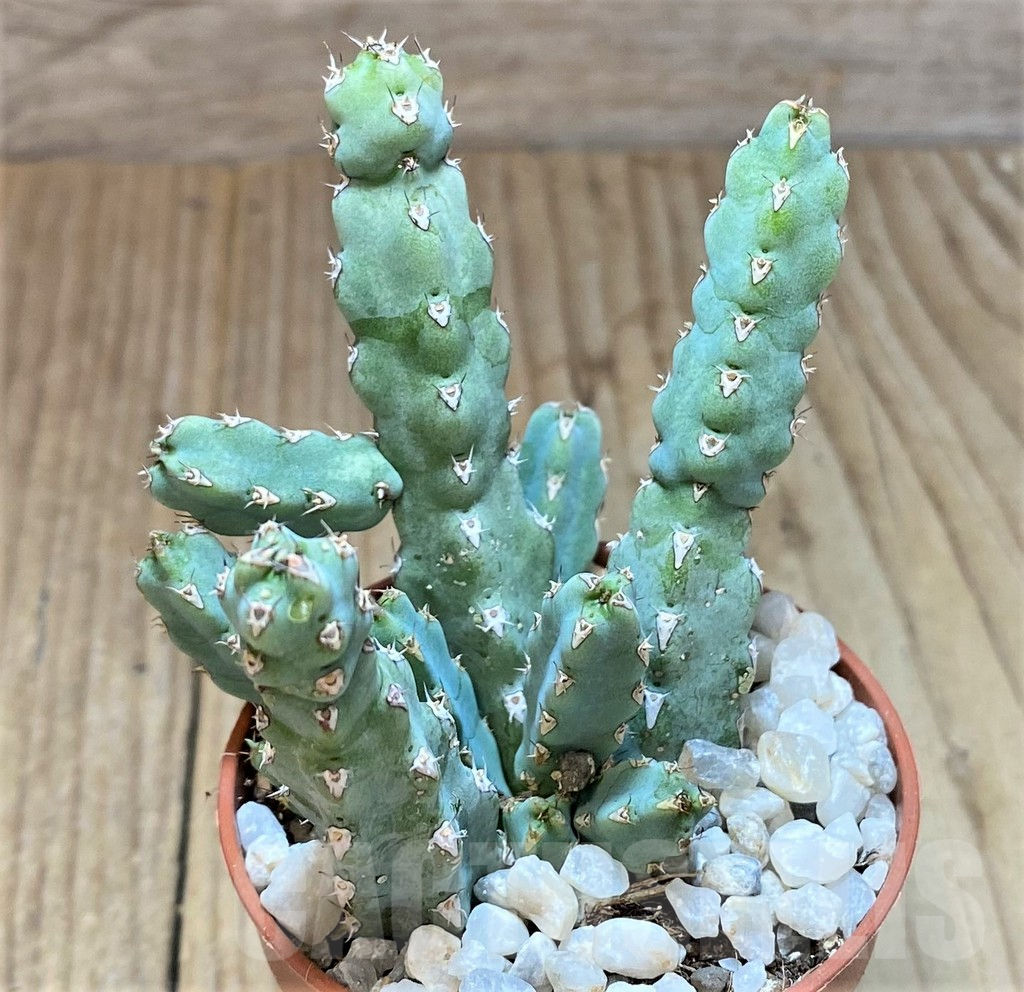 SHPR36839 Euphorbia debilispina