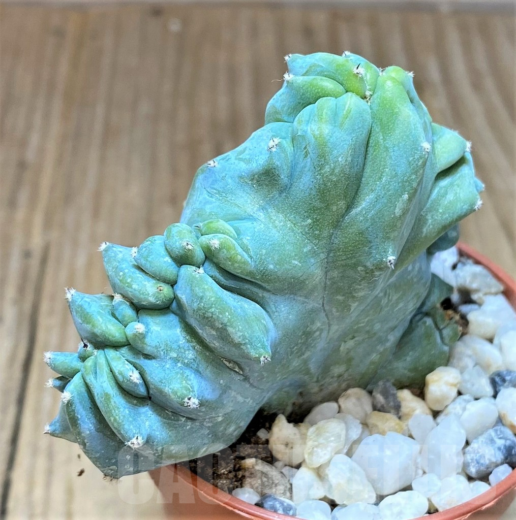 SHPR36840 Myrtillocactus geometrizans f. cristata - Image 3