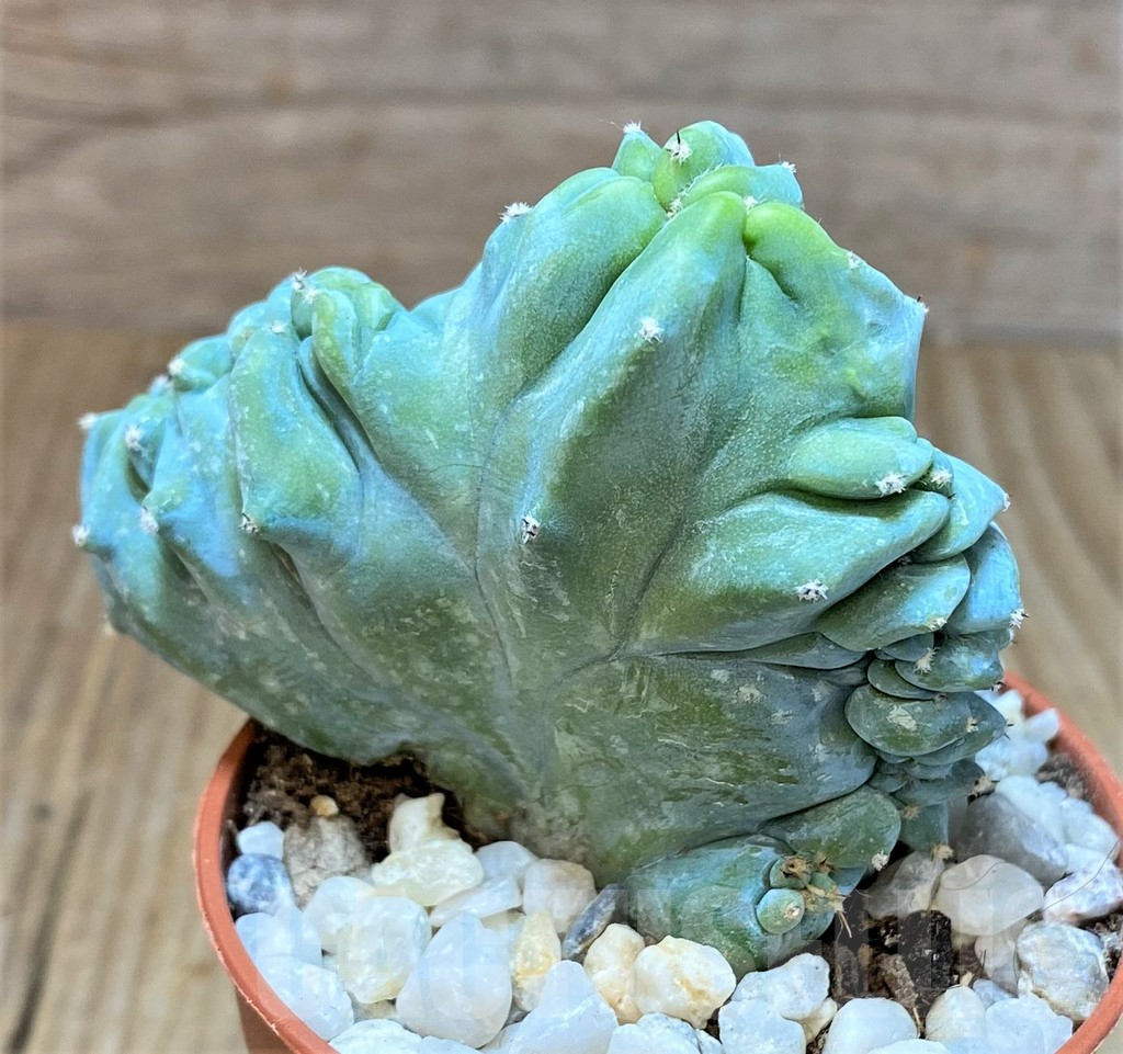 SHPR36840 Myrtillocactus geometrizans f. cristata - Image 2