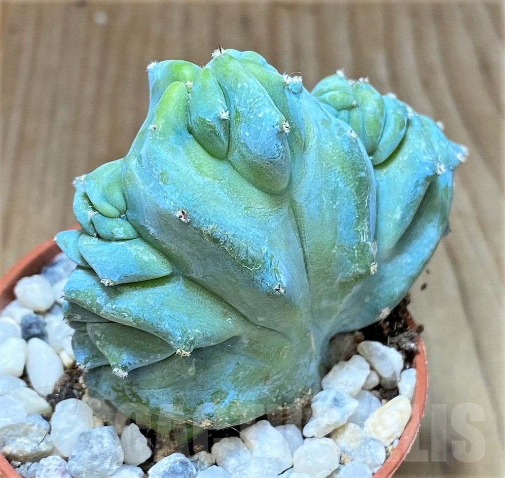 SHPR36840 Myrtillocactus geometrizans f. cristata