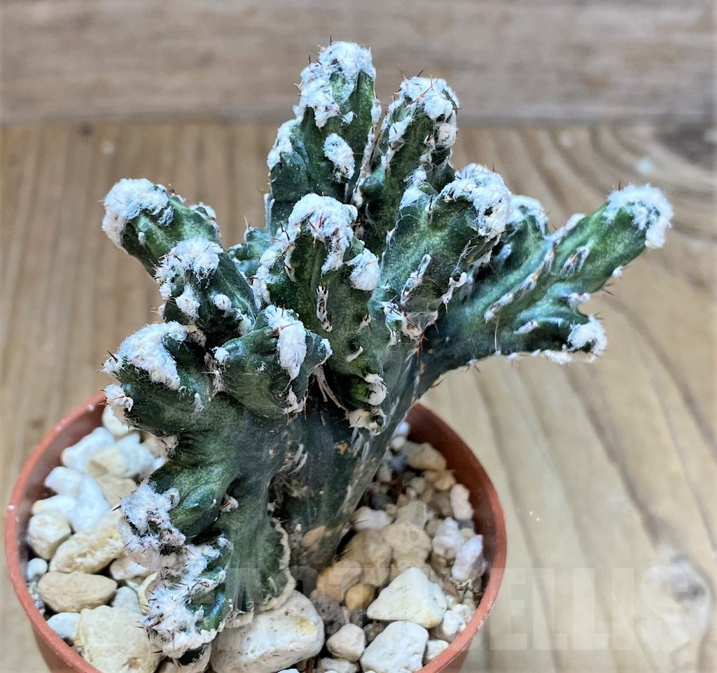 SHPR36841 Monvillea spegazzinii f. cristata - immagine 3