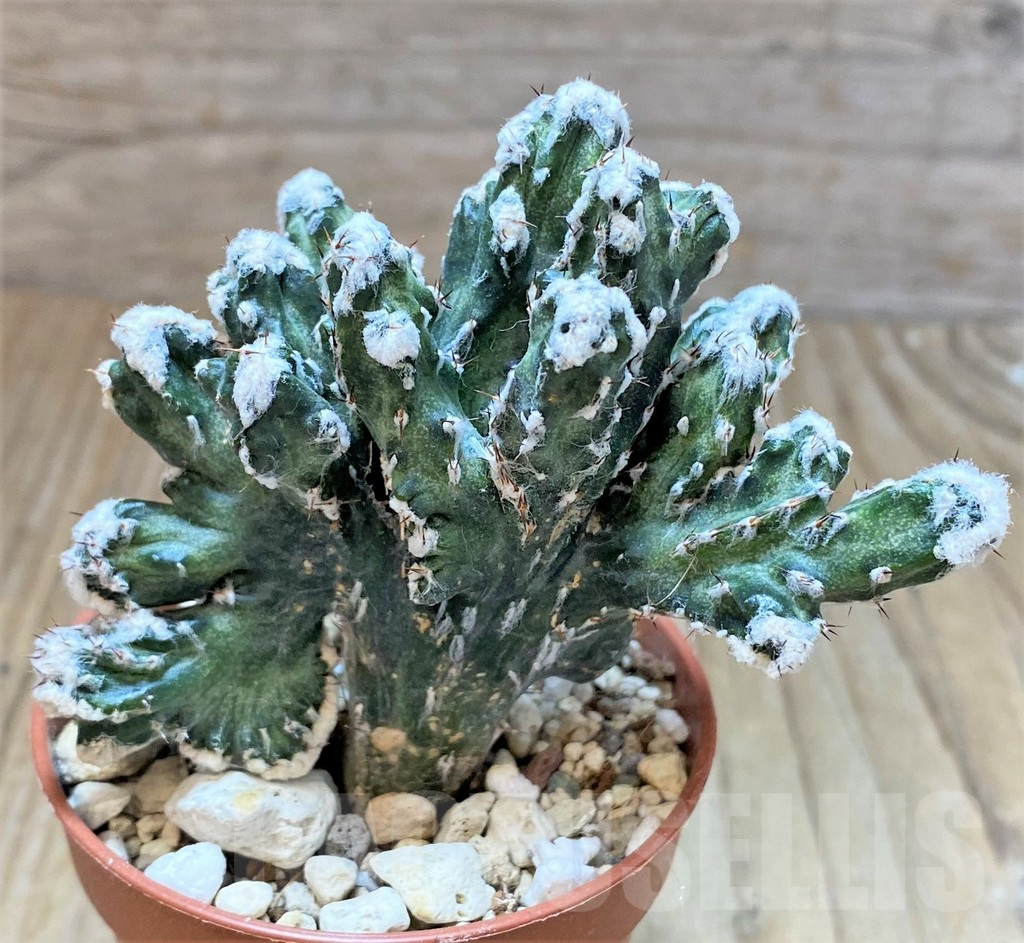 SHPR36841 Monvillea spegazzinii f. cristata