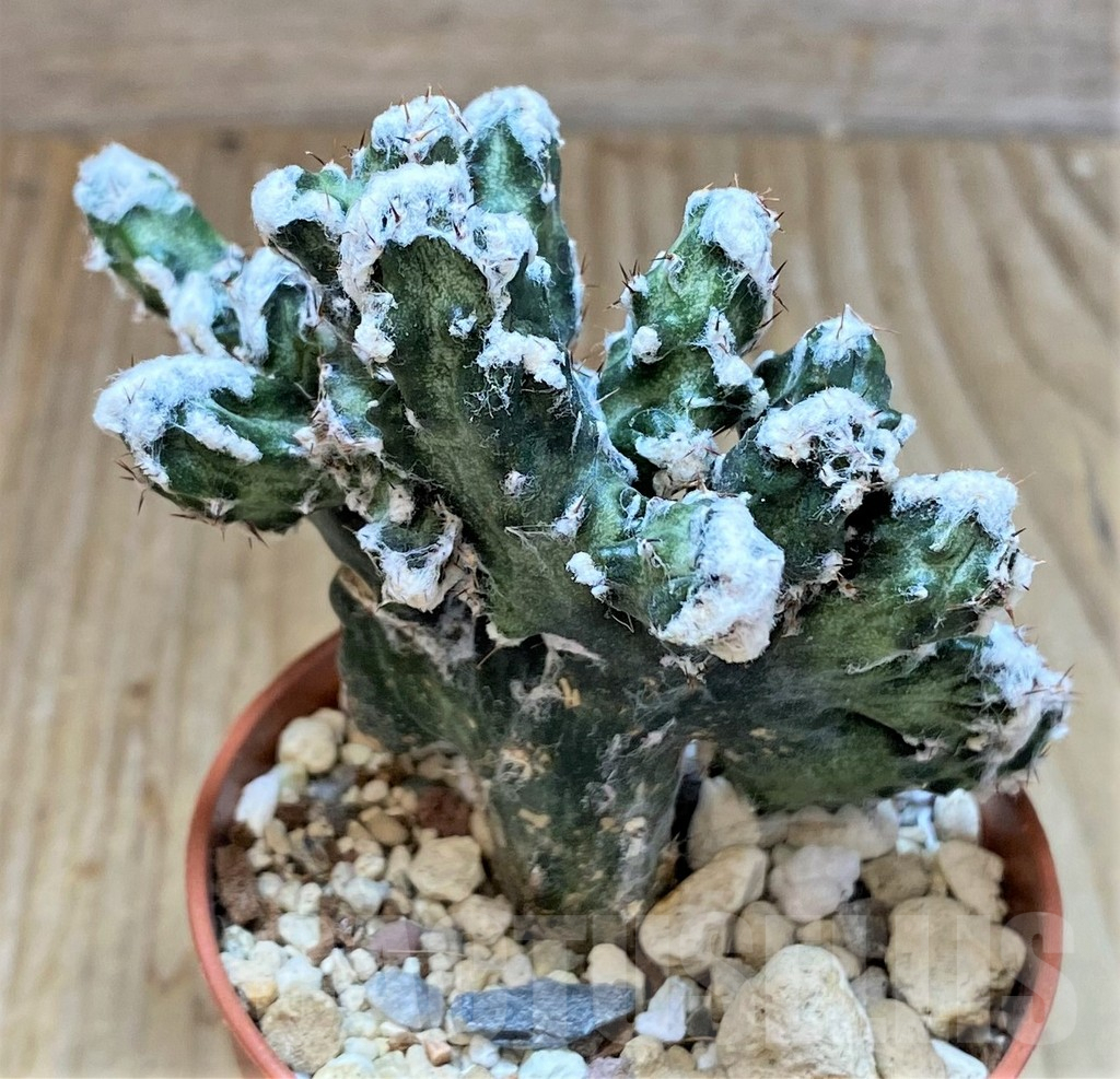 SHPR36841 Monvillea spegazzinii f. cristata - immagine 2