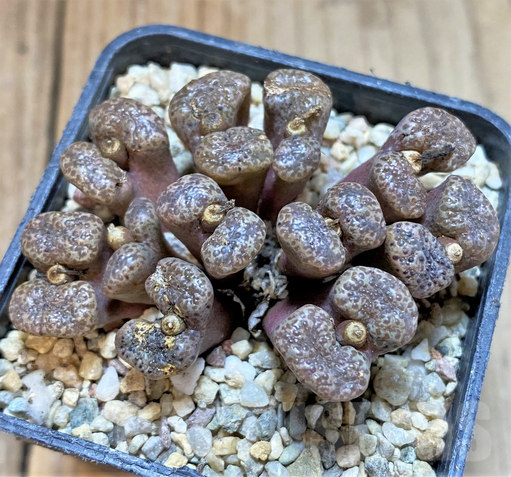 SHPR36798 Conophytum pellucidum -Select form- - Imagen 2