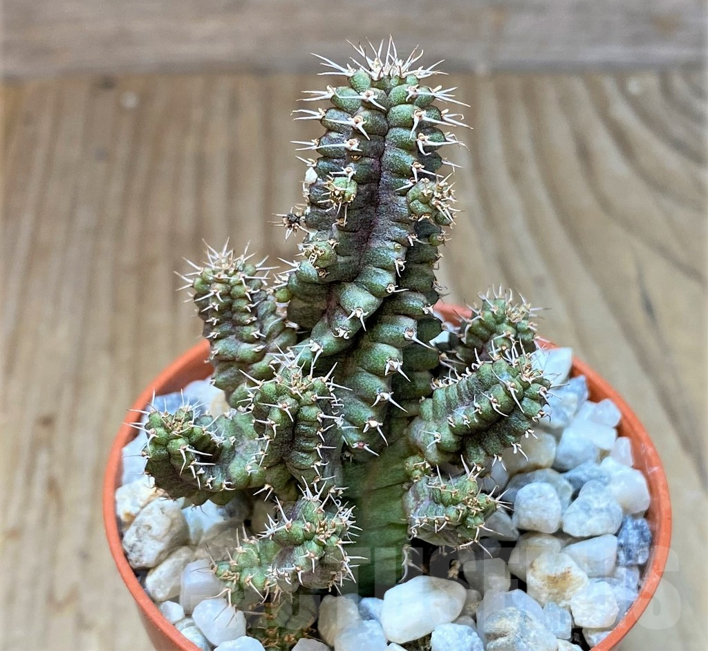 SHPR36844 Euphorbia sp. - Obrázek 2