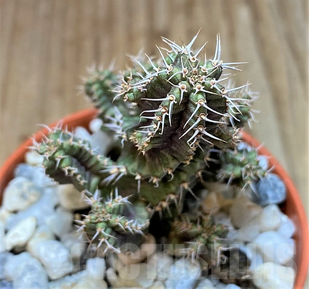 SHPR36844 Euphorbia sp.