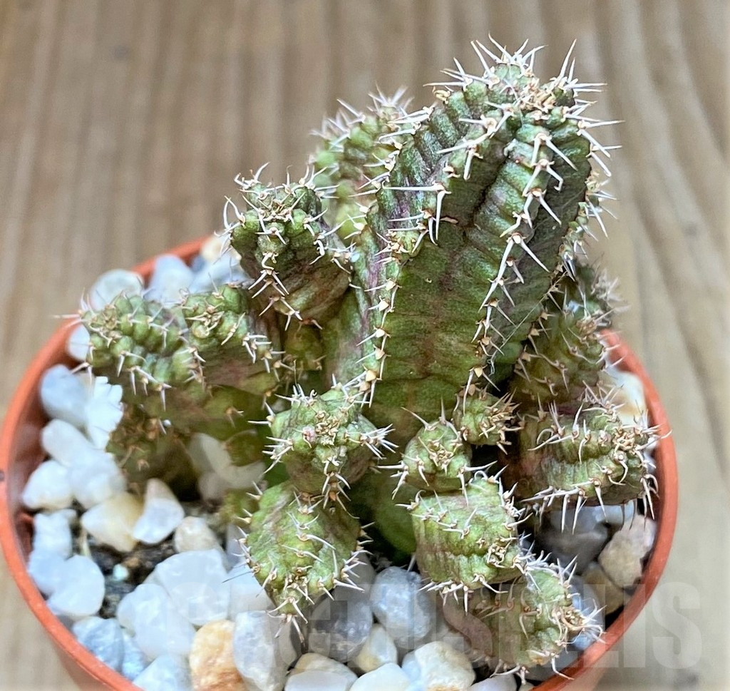 SHPR36845 Euphorbia sp. – Bild 2