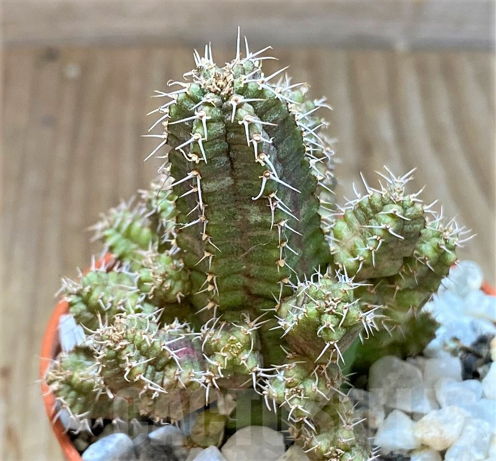 SHPR36845 Euphorbia sp.