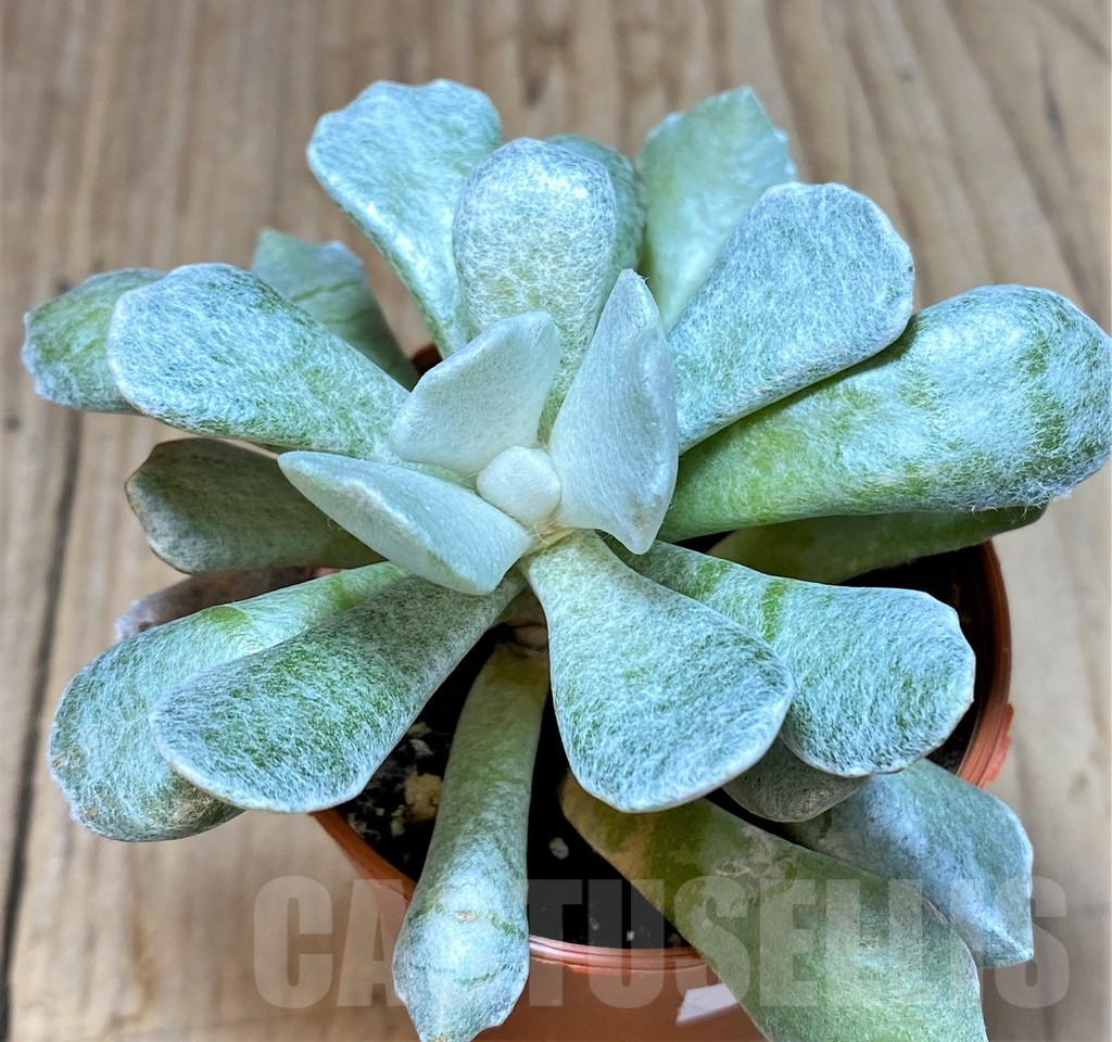 SHPR36846 Senecio scaposus v. addoensis