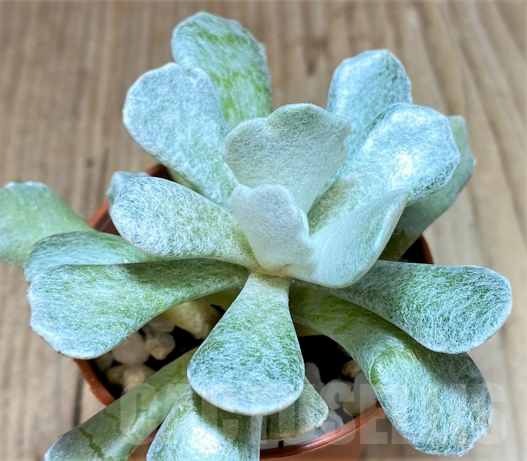 SHPR36846 Senecio scaposus v. addoensis - Obrázek 2