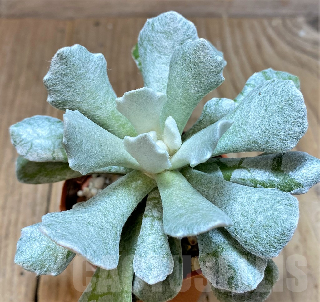 SHPR36847 Senecio scaposus v. addoensis - immagine 2