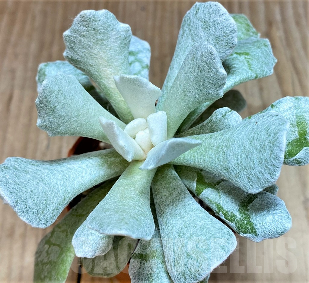 SHPR36847 Senecio scaposus v. addoensis