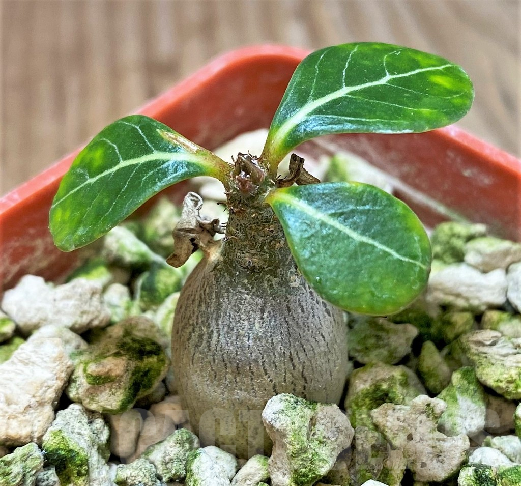 SHPR36910 Adenium socotranum - Image 2