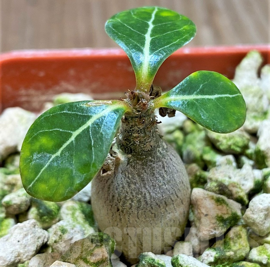 SHPR36910 Adenium socotranum