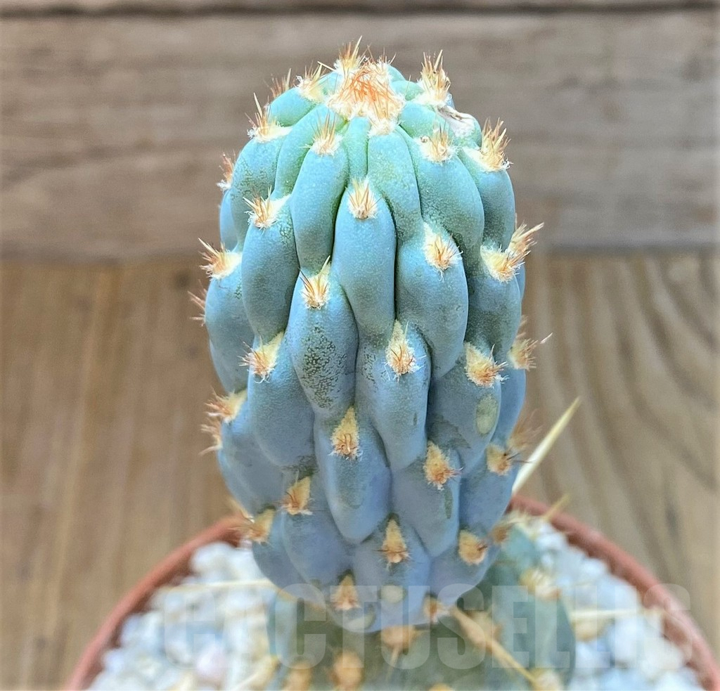 SHPR36911 Cylindropuntia miquelii