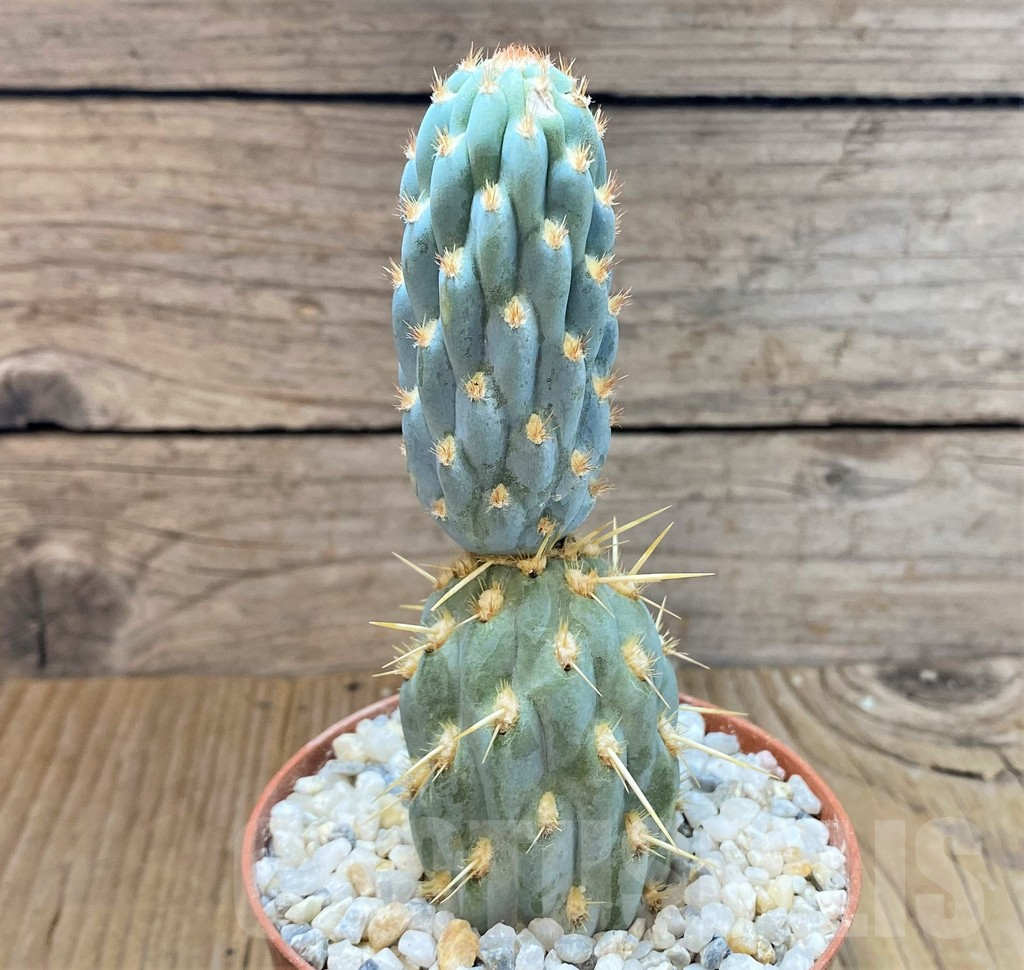 SHPR36911 Cylindropuntia miquelii - Image 2