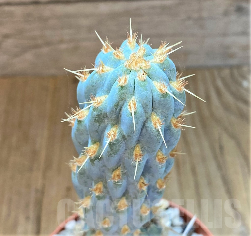 SHPR36913 Cylindropuntia miquelii