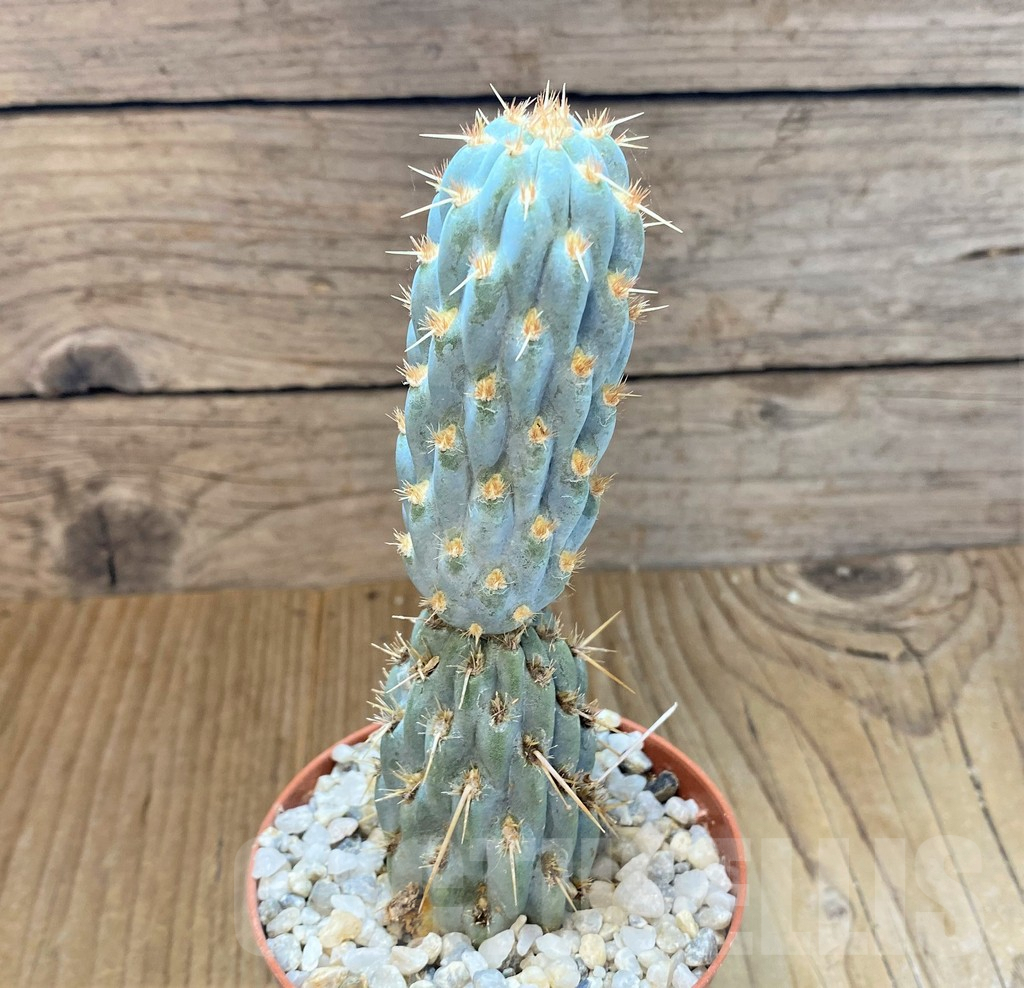 SHPR36913 Cylindropuntia miquelii - Image 2