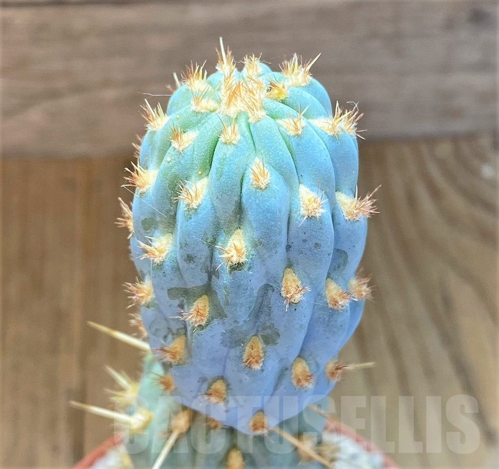 SHPR36914 Cylindropuntia miquelii