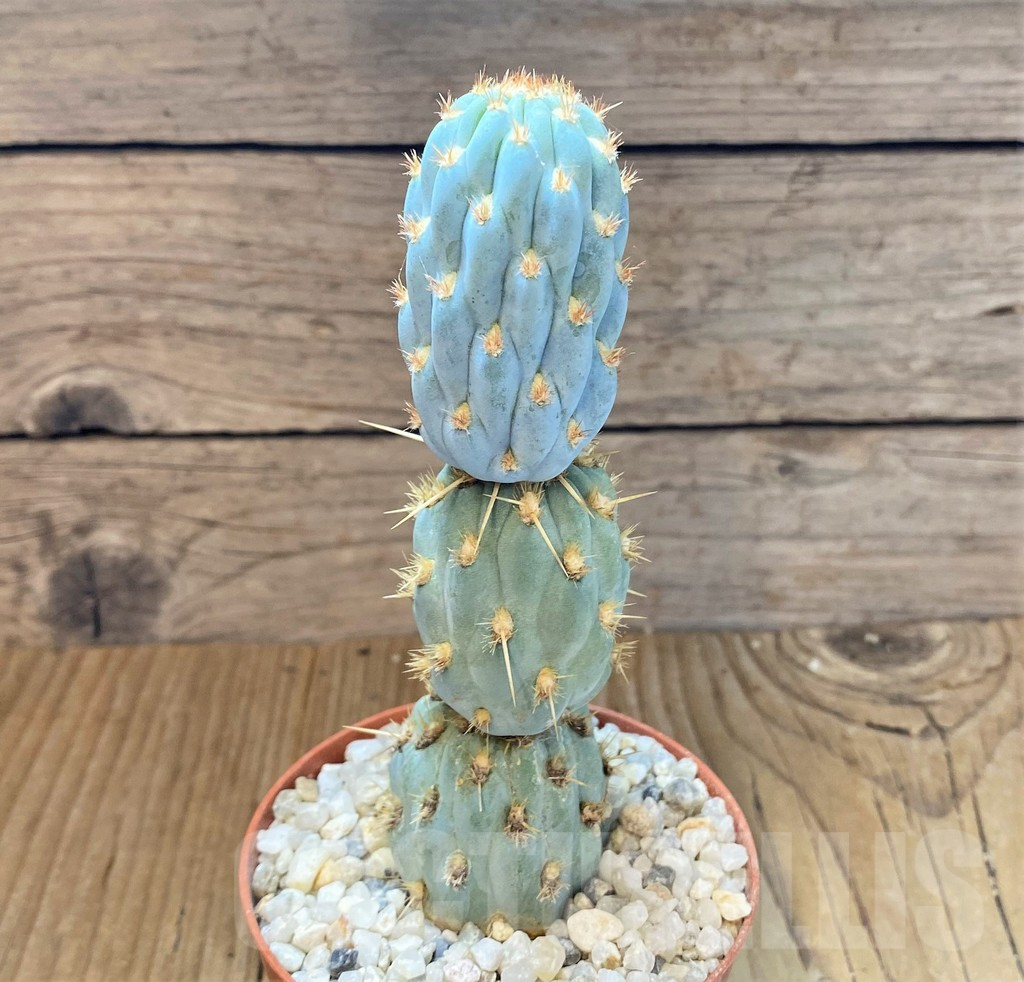 SHPR36914 Cylindropuntia miquelii - Image 2