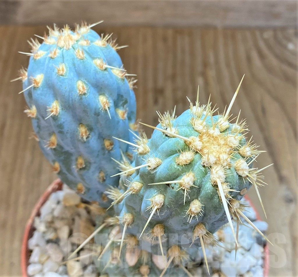 SHPR36915 Cylindropuntia miquelii