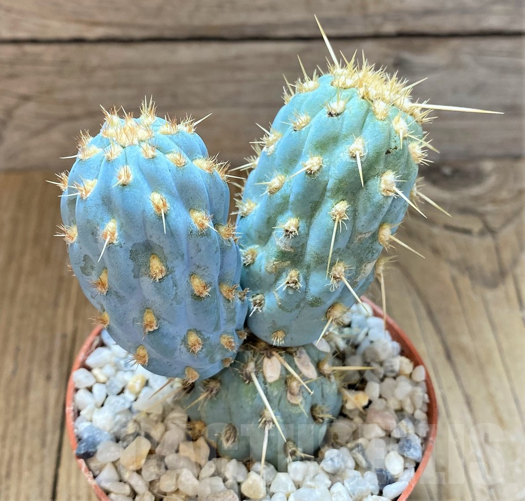 SHPR36915 Cylindropuntia miquelii - Image 2