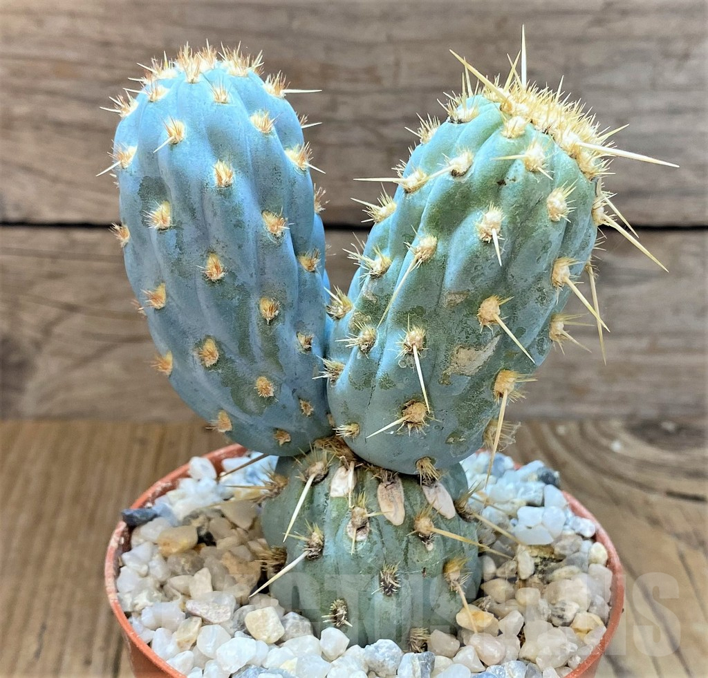 SHPR36915 Cylindropuntia miquelii - Image 3