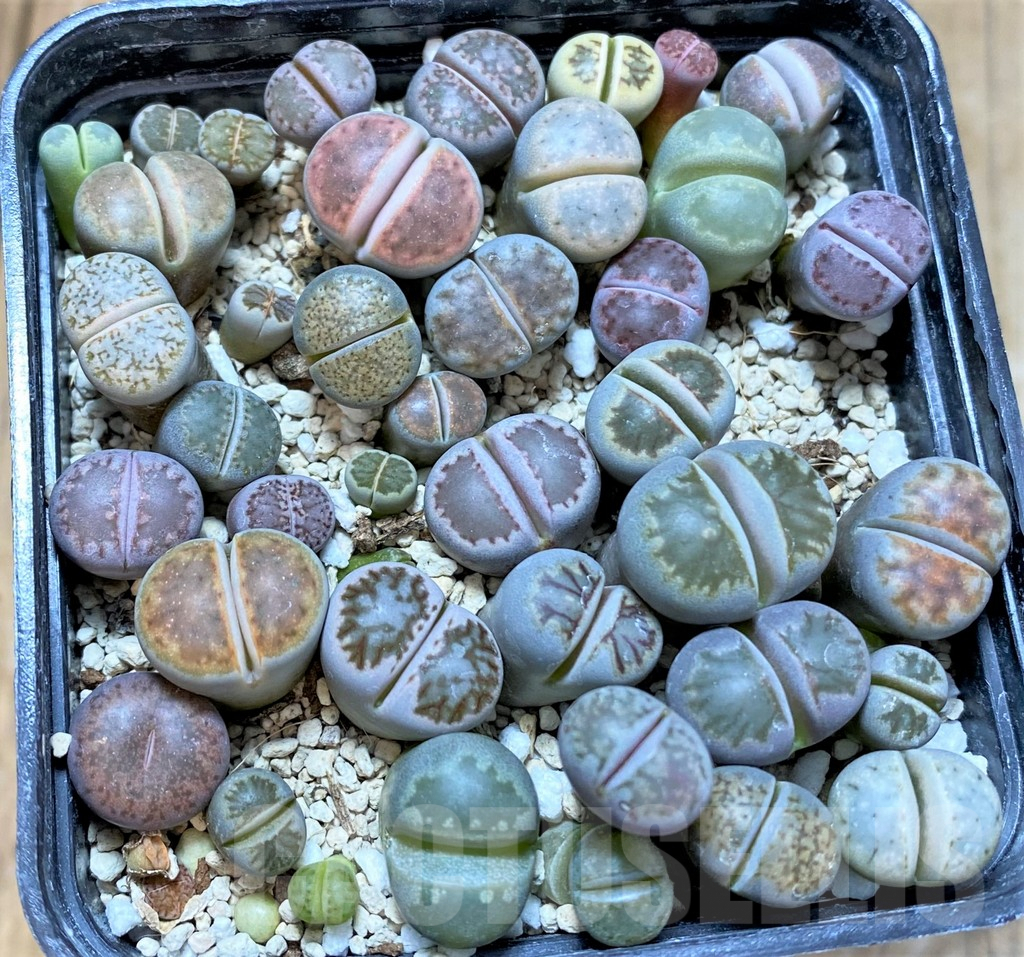SHPR36794 Lithops mix - Obrázek 2