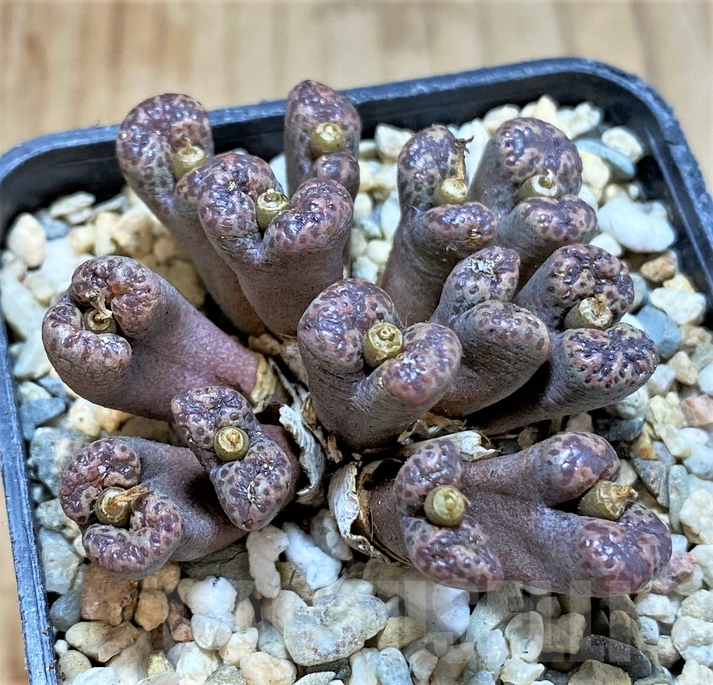 SHPR36800 Conophytum pellucidum -Select form-
