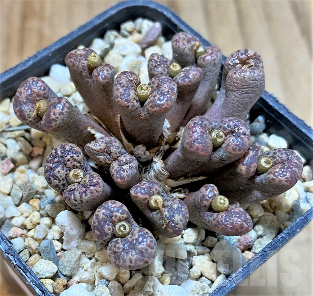SHPR36800 Conophytum pellucidum -Select form- - Obrázek 2