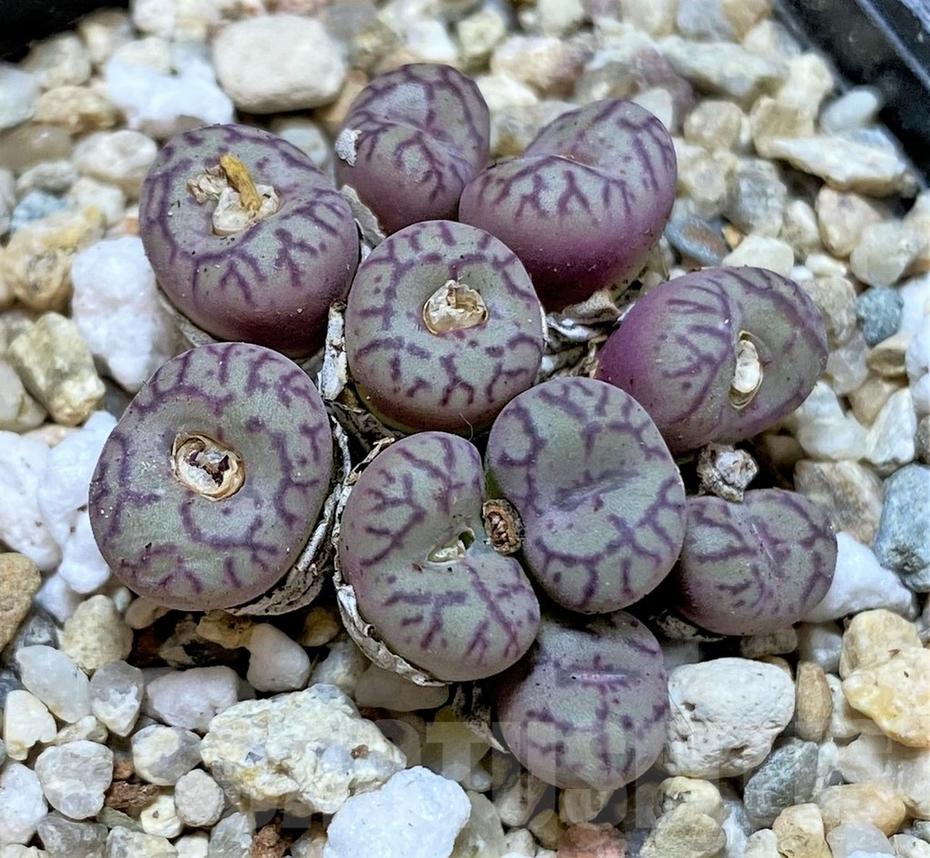 SHPR36802 Conophytum obcordellum, seedling - Image 2