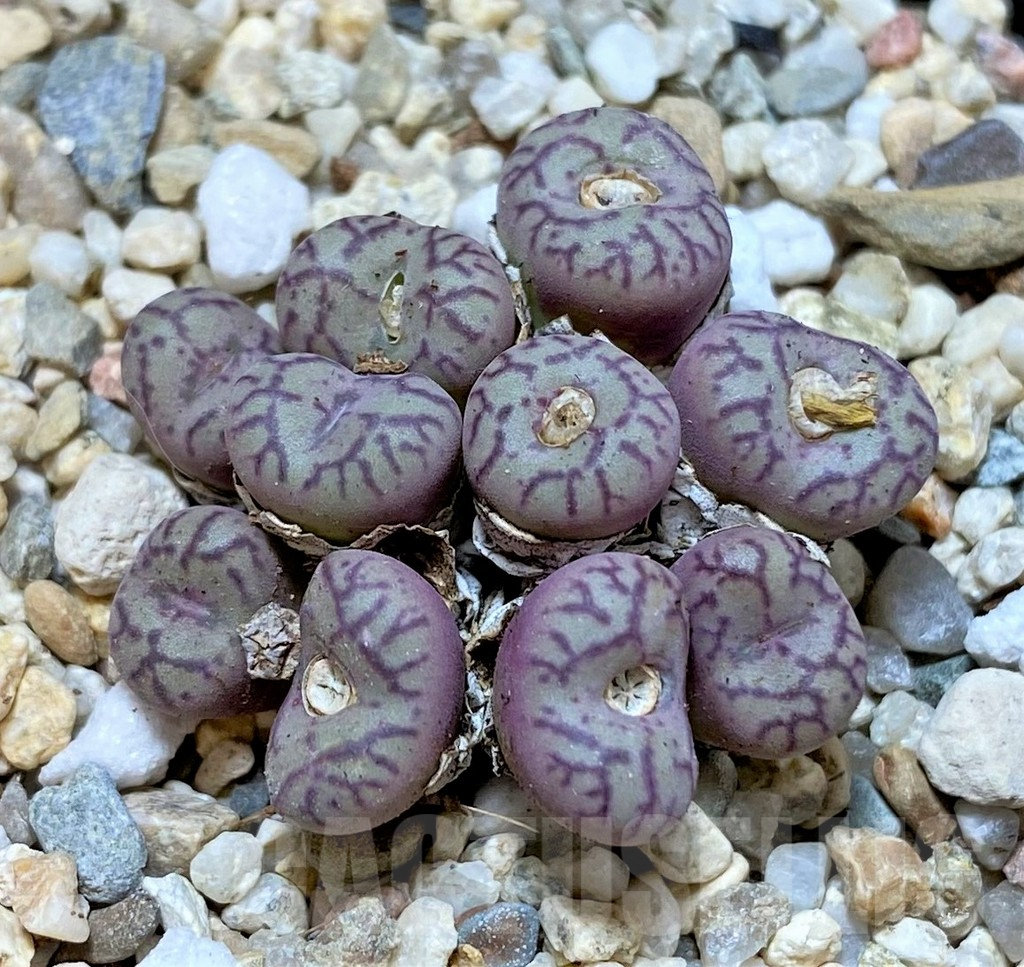 SHPR36802 Conophytum obcordellum, seedling