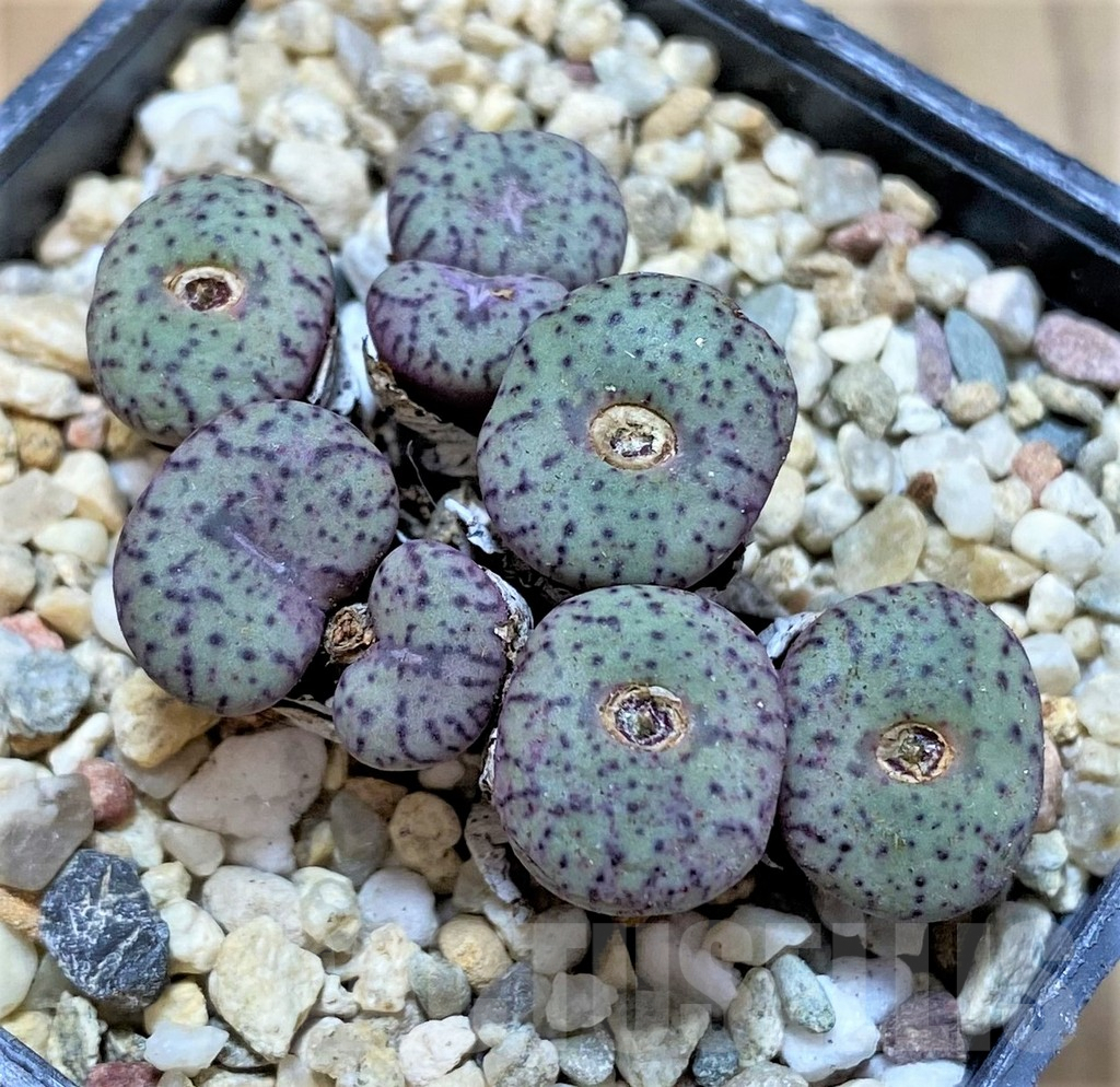 SHPR36803 Conophytum obcordellum, seedling