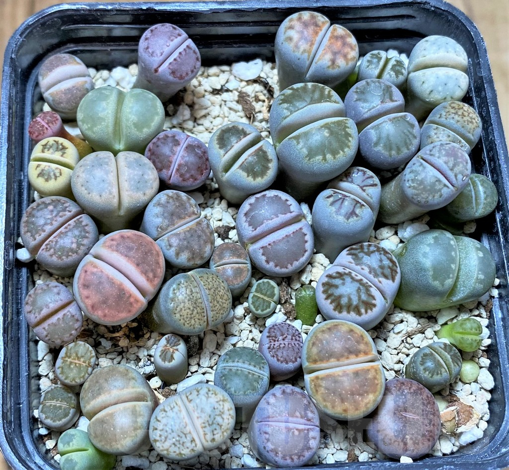 SHPR36794 Lithops mix