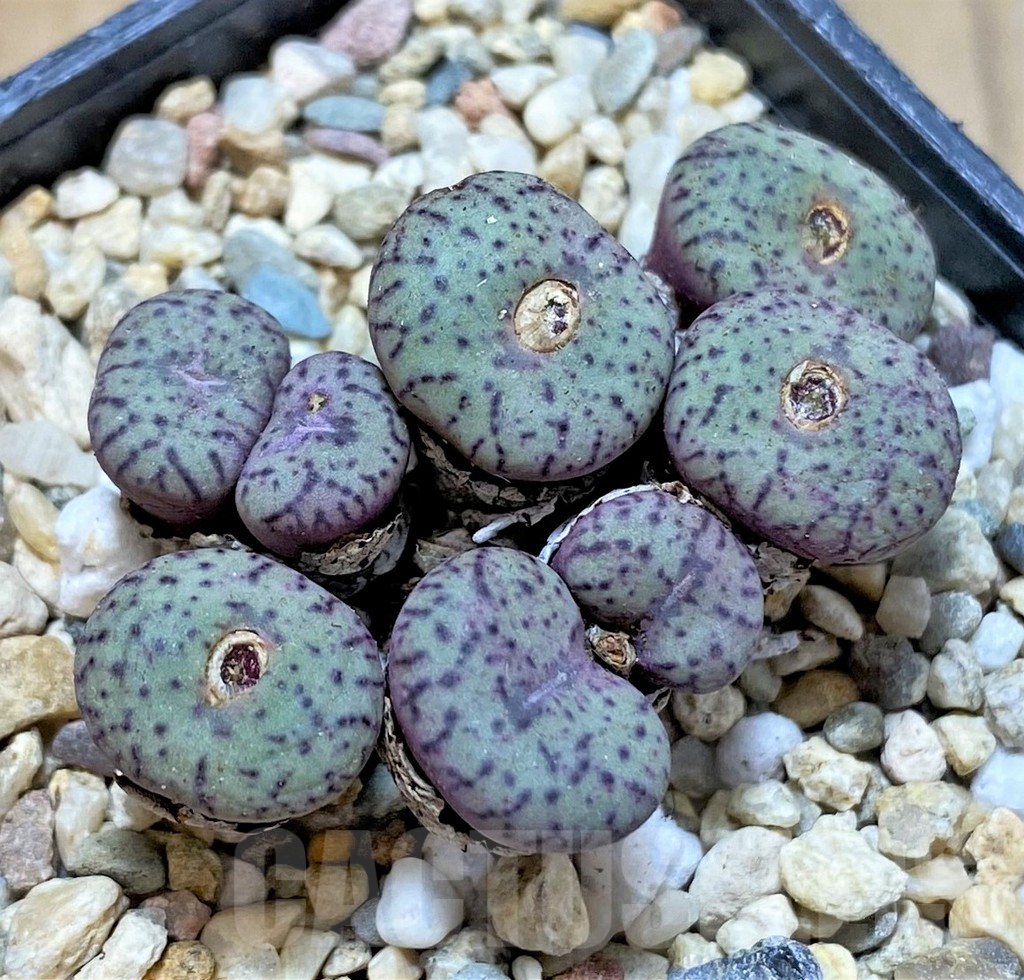 SHPR36803 Conophytum obcordellum, seedling - Obrázek 2