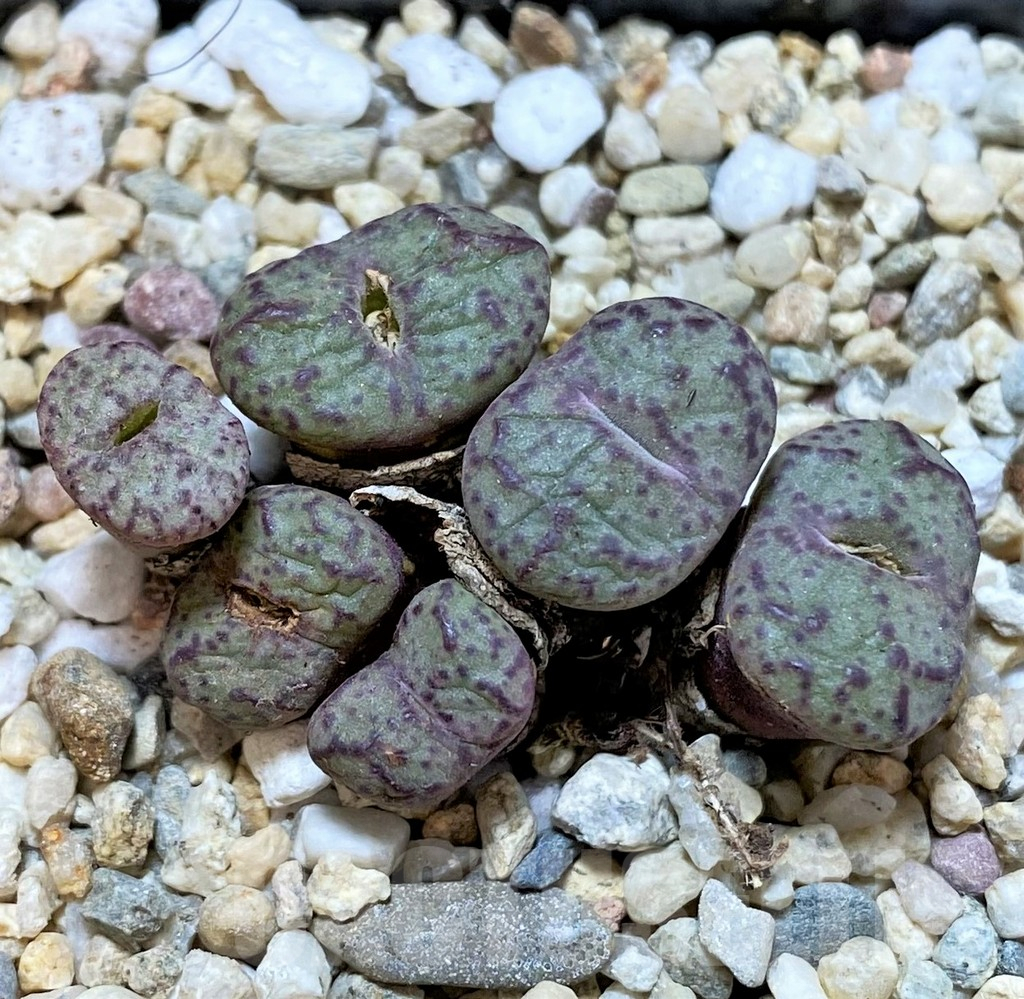 SHPR36805 Conophytum obcordellum, seedling - Obrázek 2