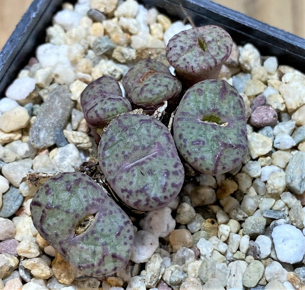 SHPR36805 Conophytum obcordellum, seedling