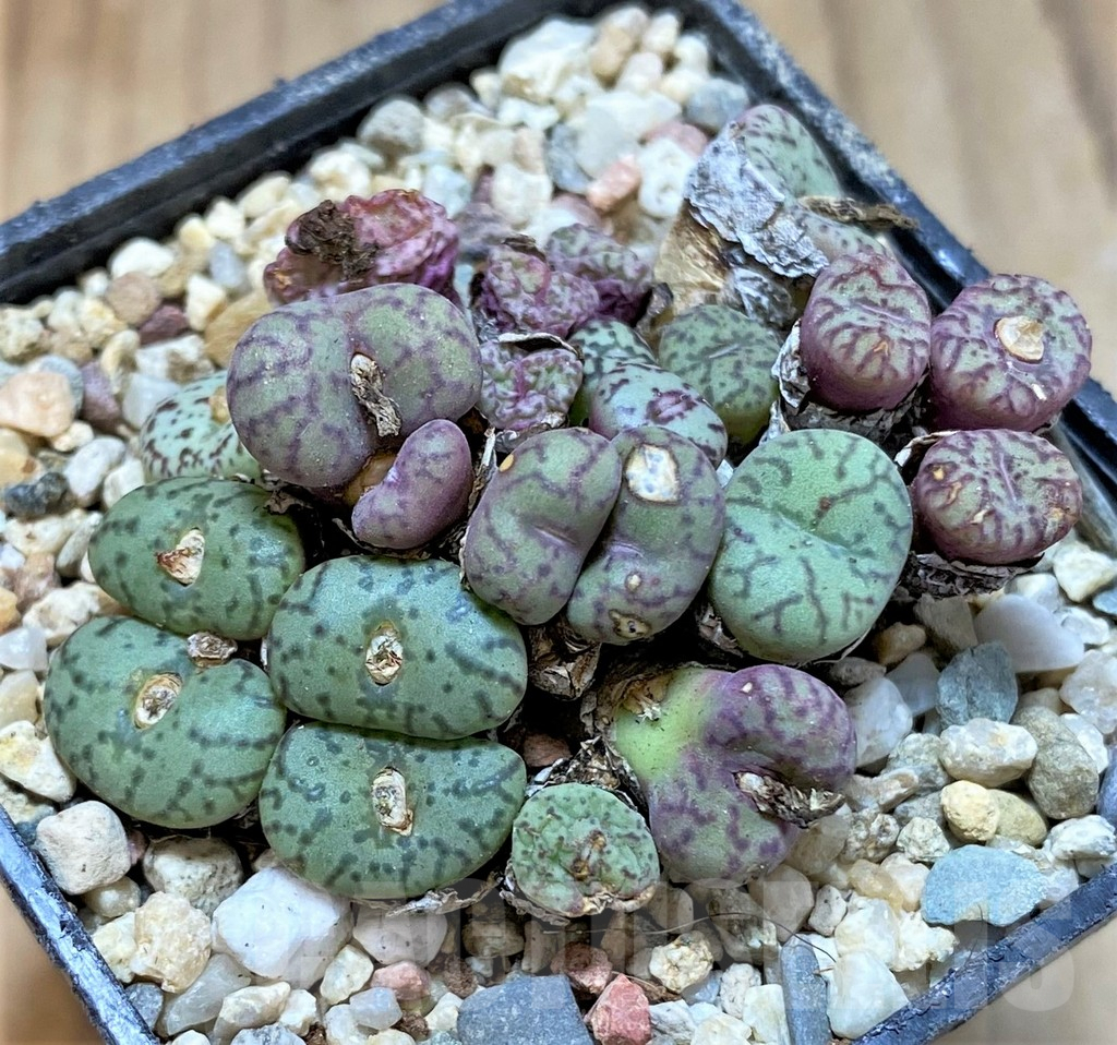 SHPR36807 Conophytum obcordellum mix, seedling