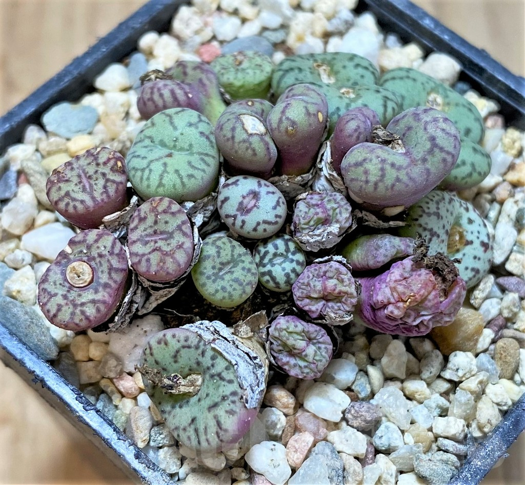 SHPR36807 Conophytum obcordellum mix, seedling - Image 2