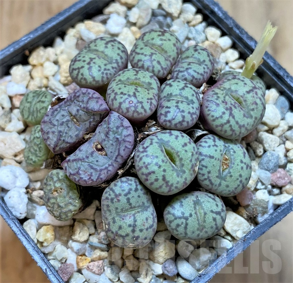 SHPR36809 Conophytum obcordellum mix, seedling - Obrázek 2