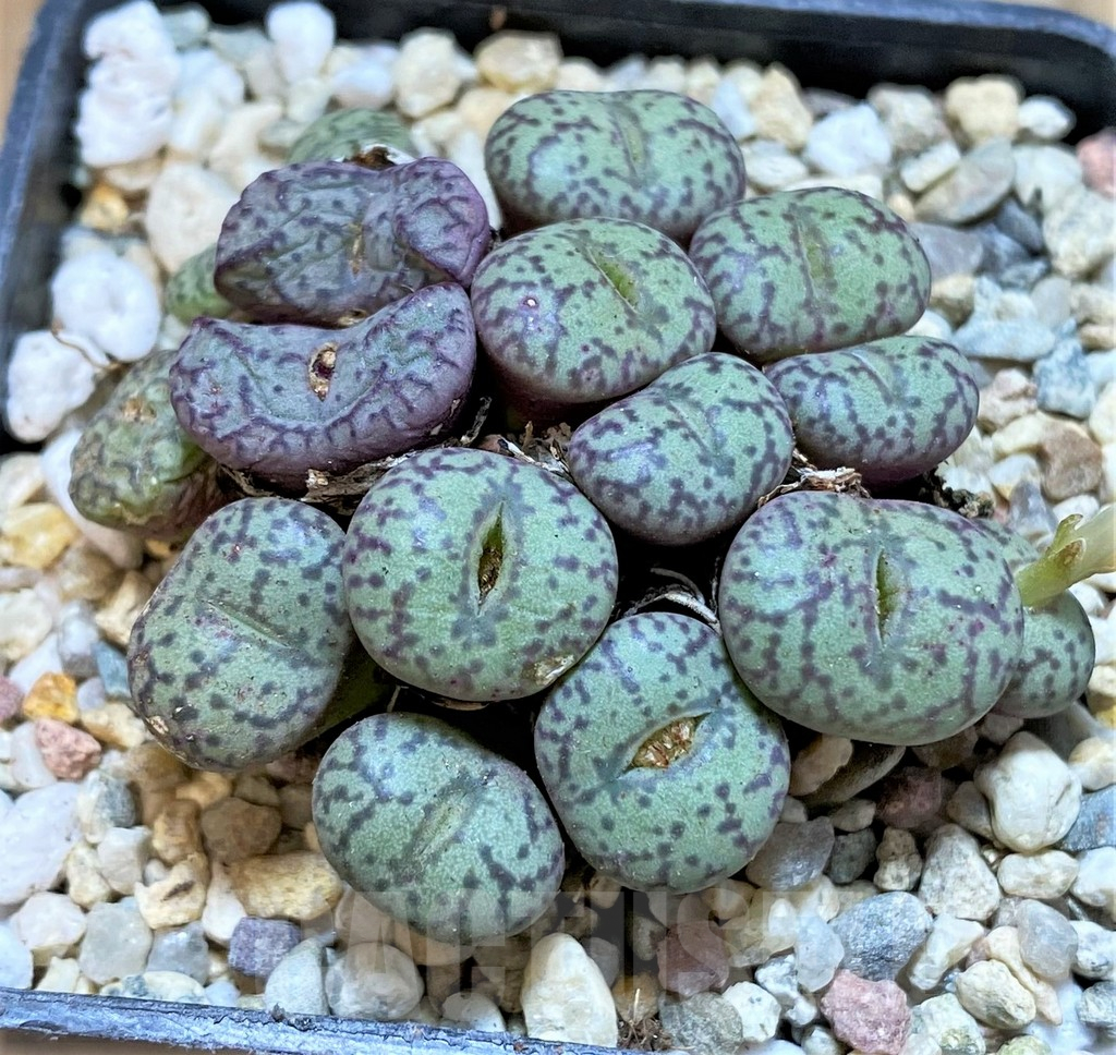 SHPR36809 Conophytum obcordellum mix, seedling