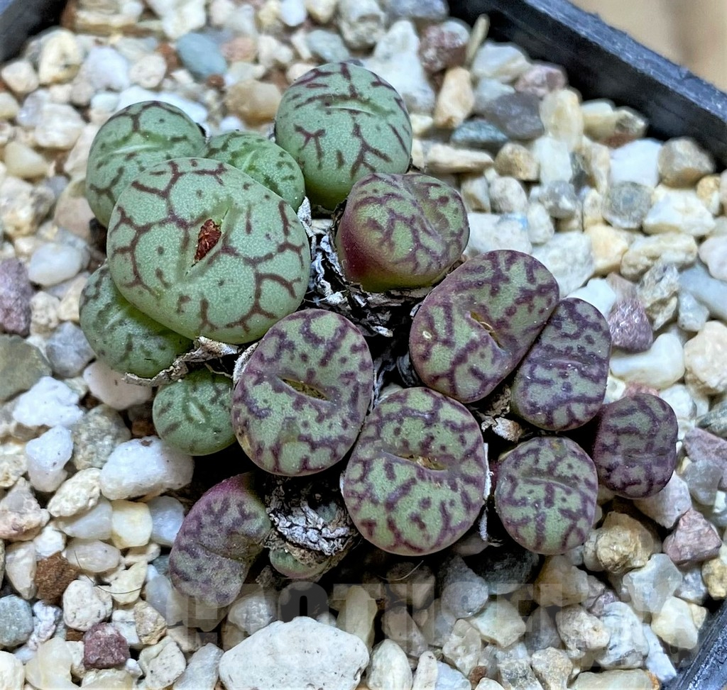 SHPR36810 Conophytum obcordellum mix, seedling
