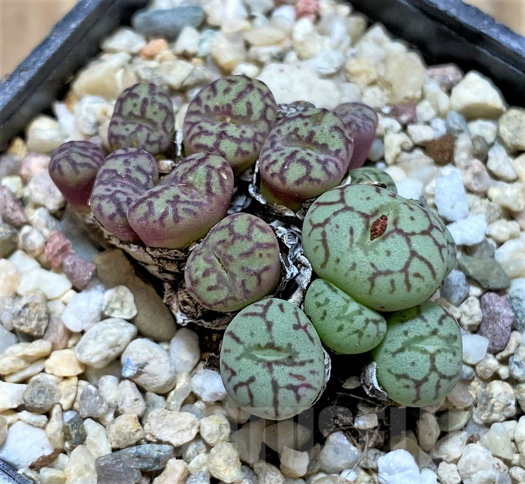 SHPR36810 Conophytum obcordellum mix, seedling - Image 2